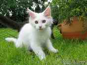 in garden